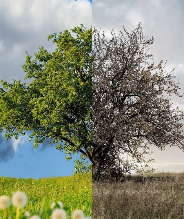 Was ist Biologische Zahnmedizin?